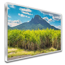 Quadro Lavoura De Cana De Açucar