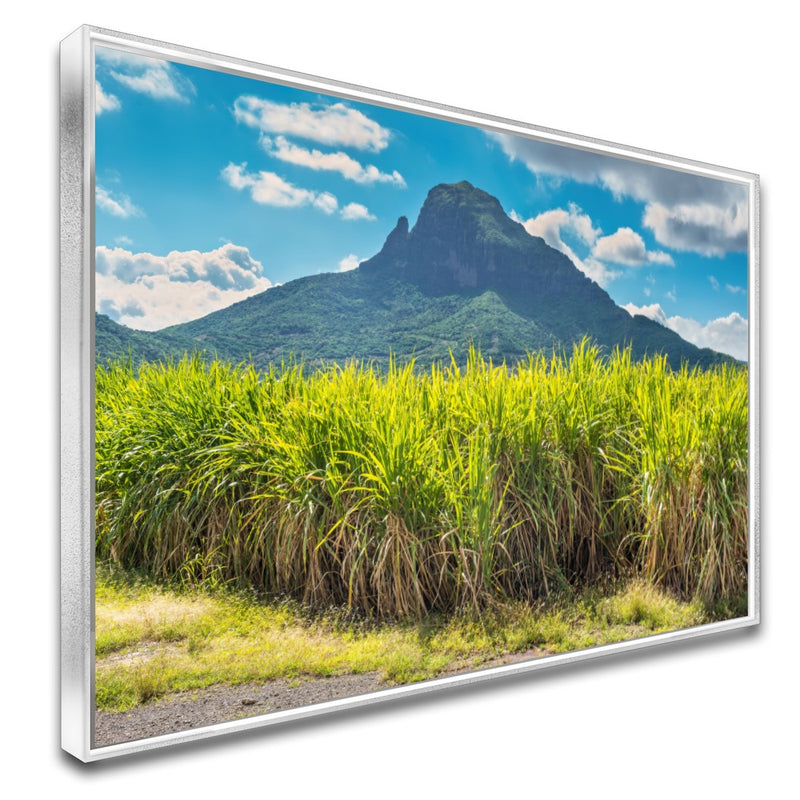 Quadro Lavoura De Cana De Açucar