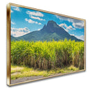 Quadro Lavoura De Cana De Açucar