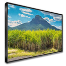 Quadro Lavoura De Cana De Açucar