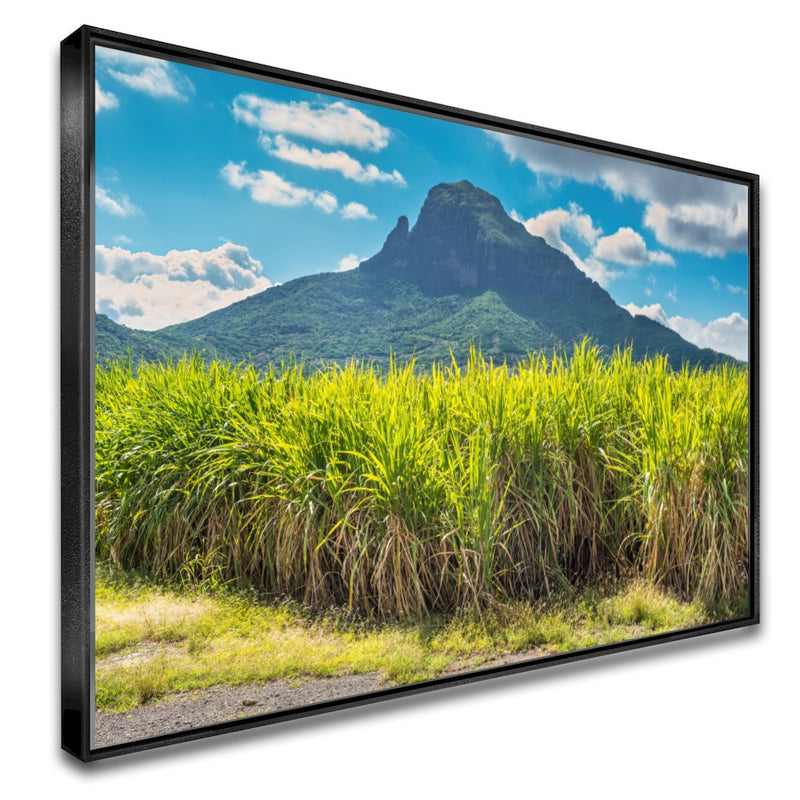 Quadro Lavoura De Cana De Açucar