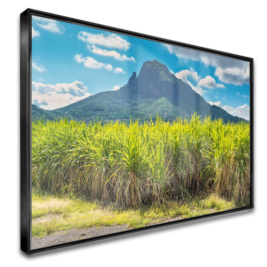 Quadro Lavoura De Cana De Açucar