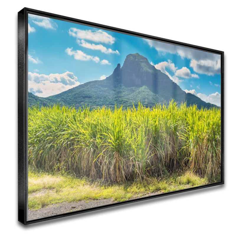 Quadro Lavoura De Cana De Açucar