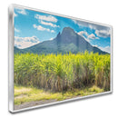 Quadro Lavoura De Cana De Açucar