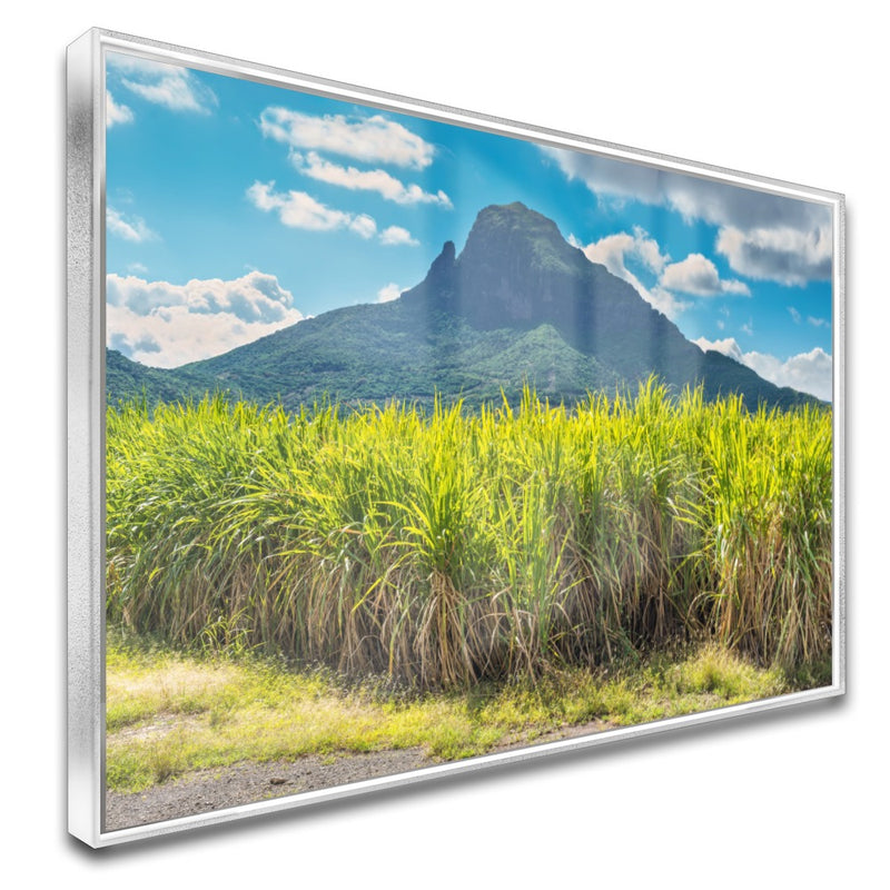 Quadro Lavoura De Cana De Açucar