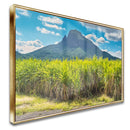 Quadro Lavoura De Cana De Açucar
