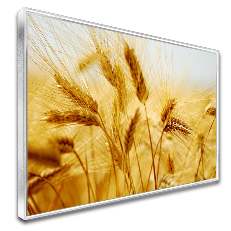 Quadro Lavoura De Trigo Maduro