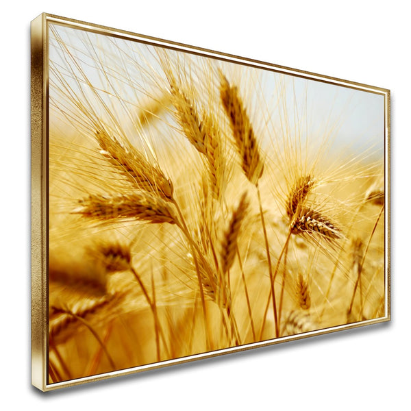 Quadro Lavoura De Trigo Maduro
