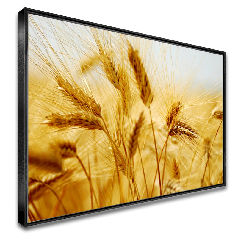 Quadro Lavoura De Trigo Maduro