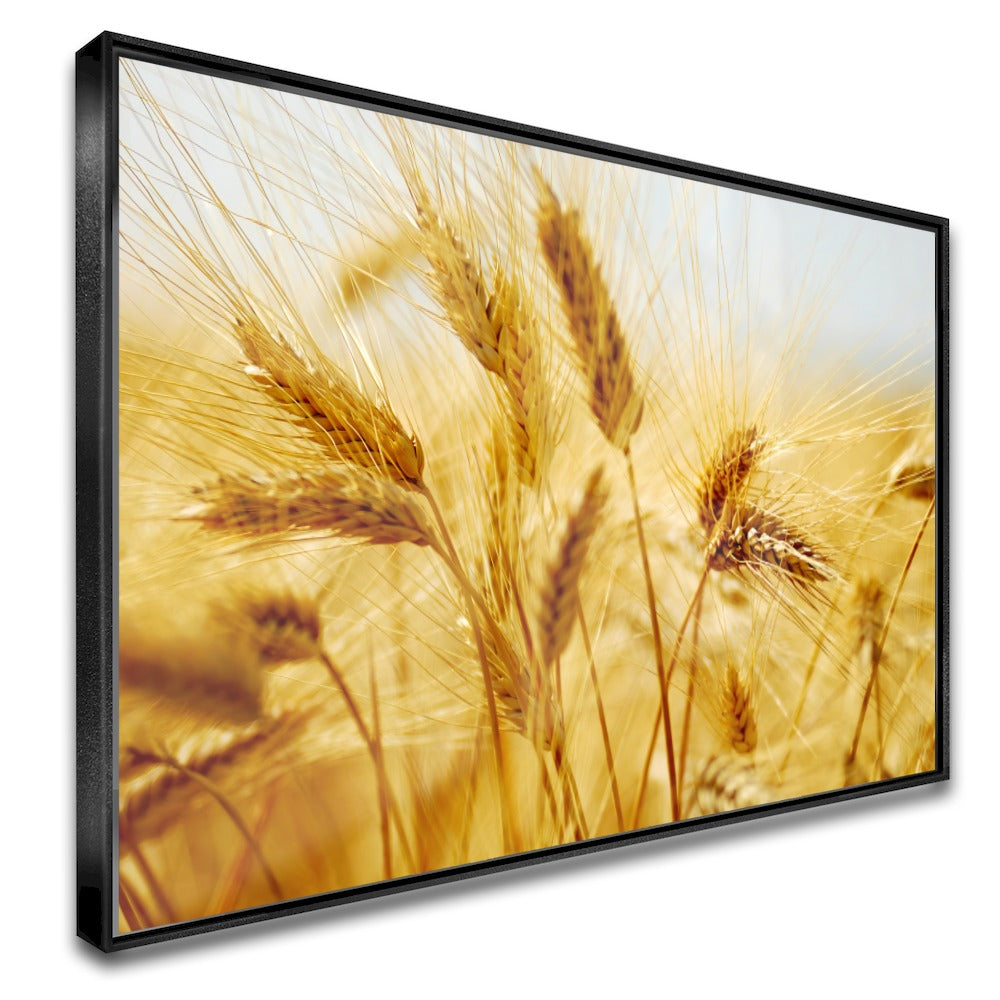 Quadro Lavoura De Trigo Maduro