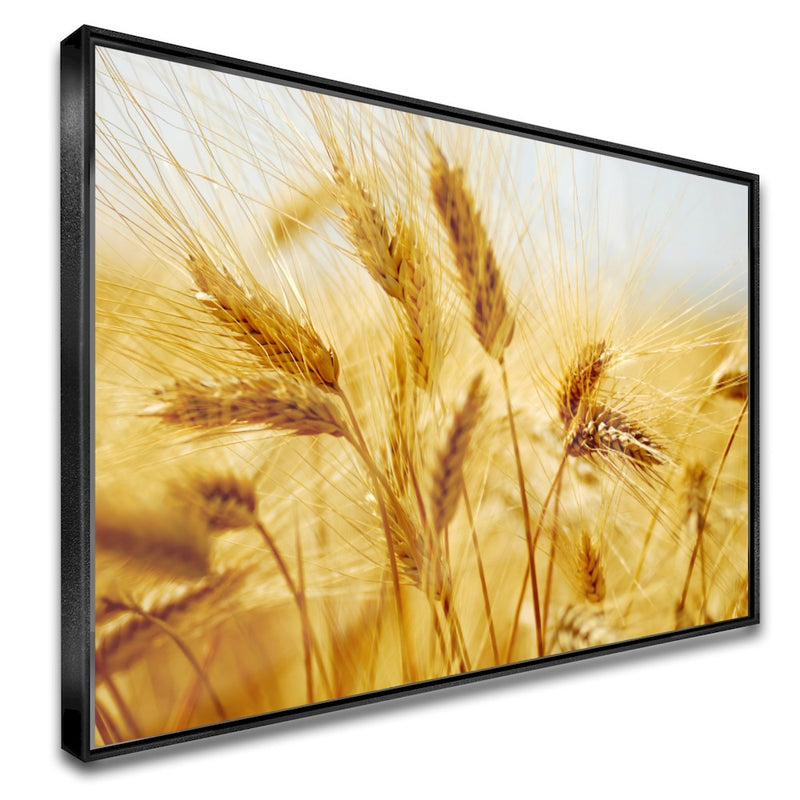 Quadro Lavoura De Trigo Maduro