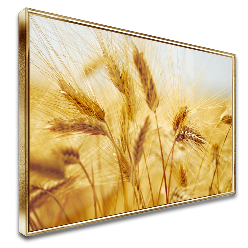 Quadro Lavoura De Trigo Maduro