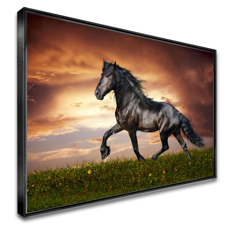 Quadro Lindo Cavalo Crioulo Correndo No Campo