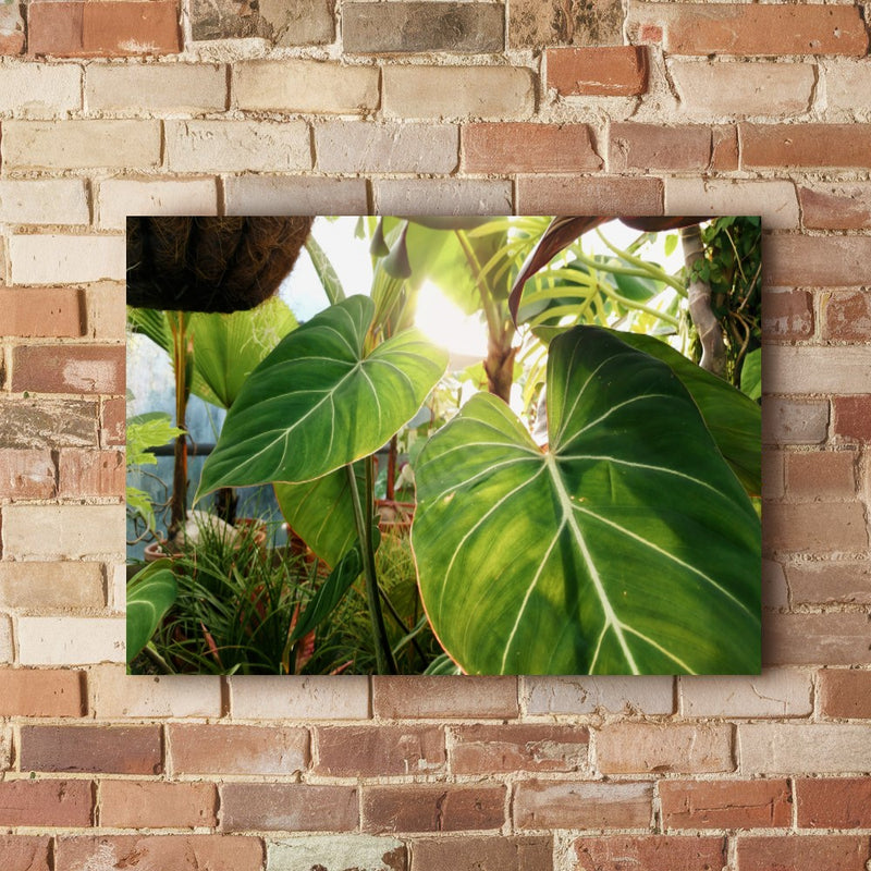 Quadro Planta Verde Singonio Decoração  Natural