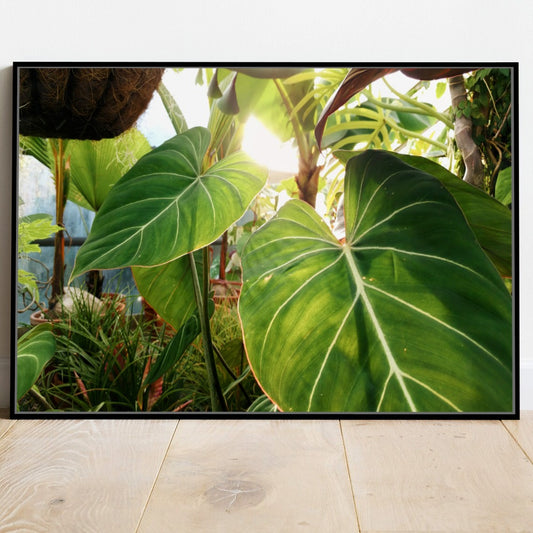 Quadro Planta Verde Singonio Decoração  Natural