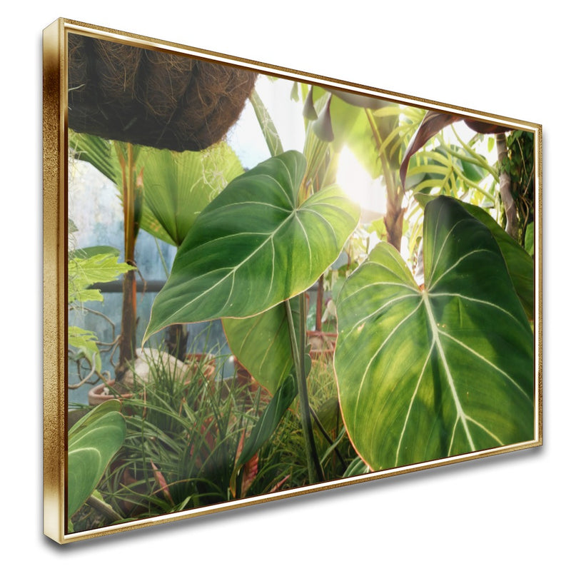 Quadro Planta Verde Singonio Decoração  Natural
