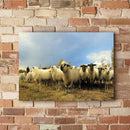 Quadro Rebanho De Ovelhas