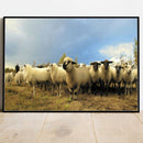 Quadro Rebanho De Ovelhas