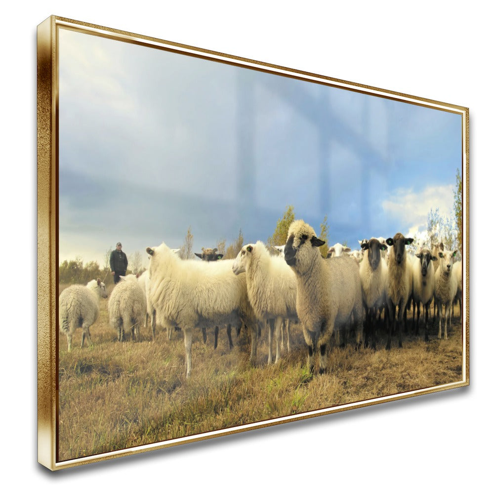 Quadro Rebanho De Ovelhas