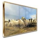 Quadro Rebanho De Ovelhas