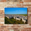 Quadro Rebanho Nelore 1000 Cabeças