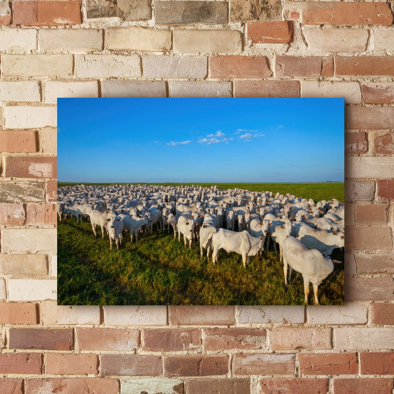Quadro Rebanho Nelore 1000 Cabeças