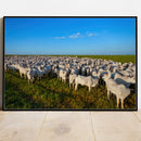 Quadro Rebanho Nelore 1000 Cabeças