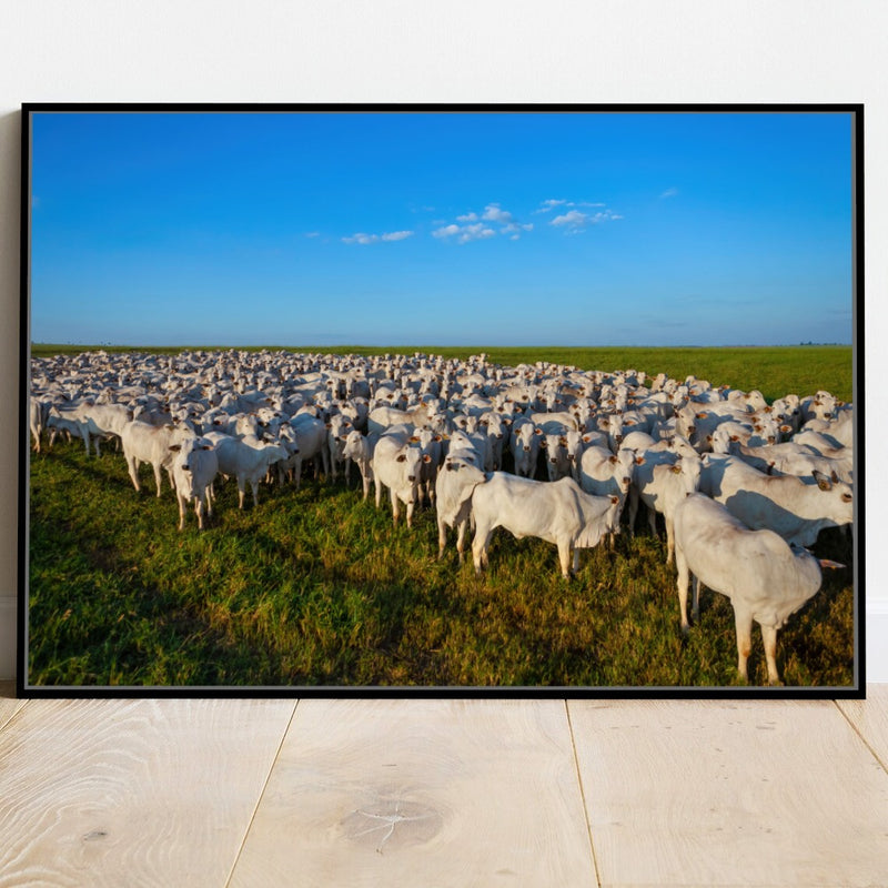 Quadro Rebanho Nelore 1000 Cabeças