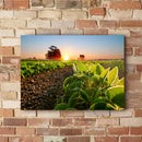 Quadro Soja Recém Nascido Sol Nascendo