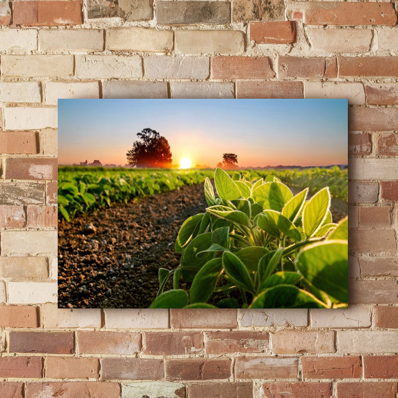 Quadro Soja Recém Nascido Sol Nascendo