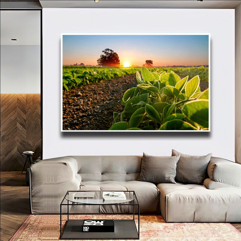 Quadro Soja Recém Nascido Sol Nascendo