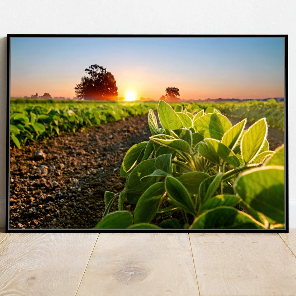 Quadro Soja Recém Nascido Sol Nascendo