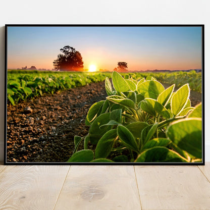 Quadro Soja Recém Nascido Sol Nascendo