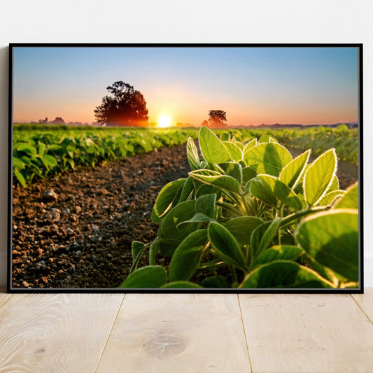 Quadro Soja Recém Nascido Sol Nascendo