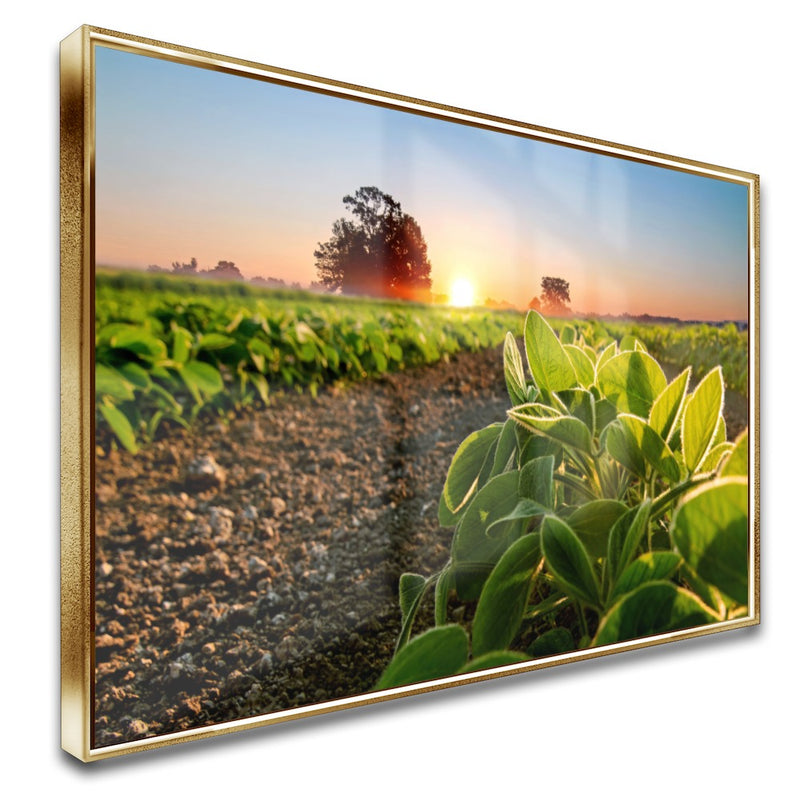 Quadro Soja Recém Nascido Sol Nascendo