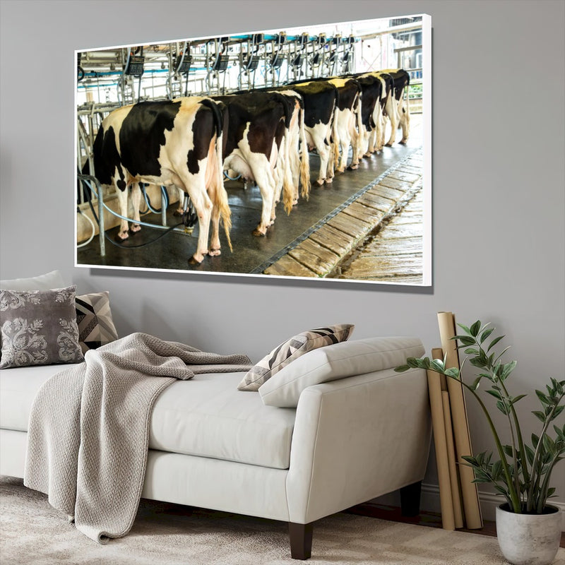 Quadro Vacas Holandesas Na Ordenha