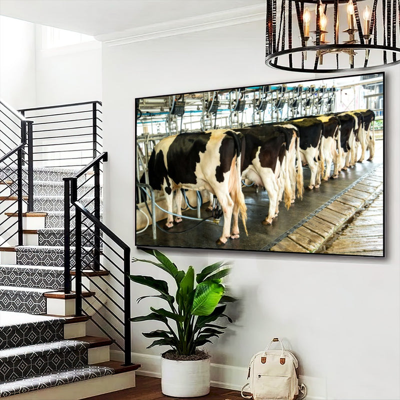 Quadro Vacas Holandesas Na Ordenha