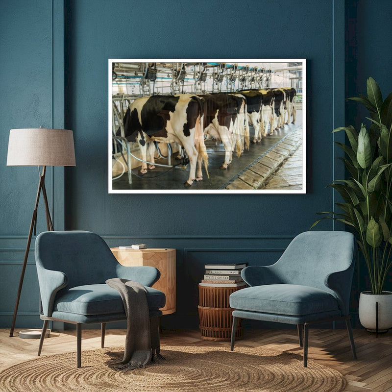 Quadro Vacas Holandesas Na Ordenha