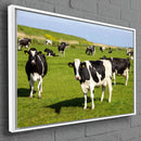 Quadro Vacas Holandesas Pastando No Campo