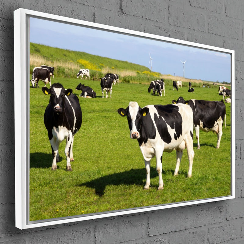 Quadro Vacas Holandesas Pastando No Campo