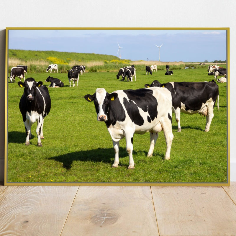 Quadro Vacas Holandesas Pastando No Campo