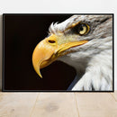 Quadro Visão De Águia