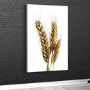 Quadro Ramo De Trigo Fundo White