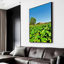 Quadro Plantação De Tabaco Fumo