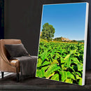 Quadro Plantação De Tabaco Fumo