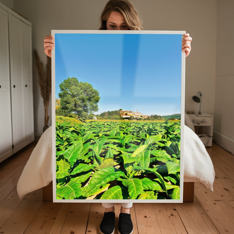 Quadro Plantação De Tabaco Fumo