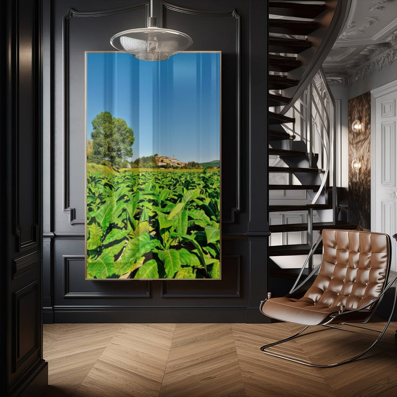 Quadro Plantação De Tabaco Fumo