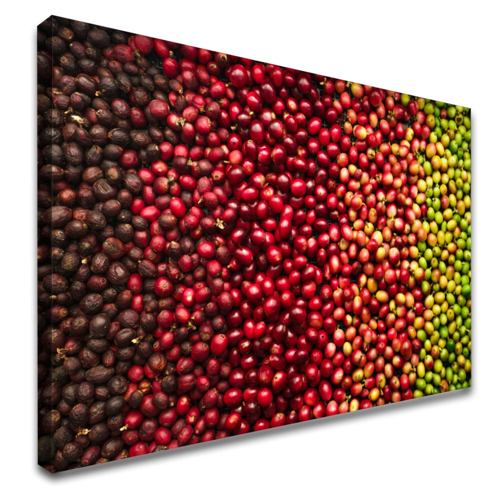 Quadro Variedades De Café
