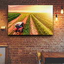 Quadro Trator No Cafezal