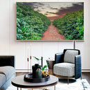 Quadro Plantação De Café